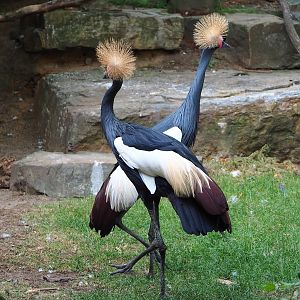 Western black crowned cranes (Balearica pavonina pavonina), 2022-09-04