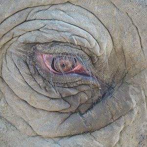 Asian elephant eye (Elephas maximus),, 2022-09-04