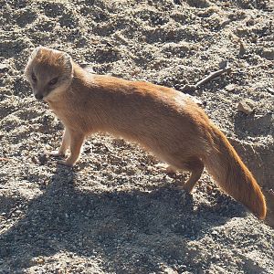 Yellow mongoose (Cynictis penicillata), 2022-09-04