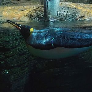 King penguin (Aptenodytes patagonicus), 2022-09-04