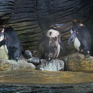 Macaroni penguin (Eudyptes chrysolophus), 2022-09-04