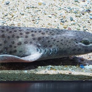Small-spotted catshark (Scyliorhinus canicula), 2022-09-04