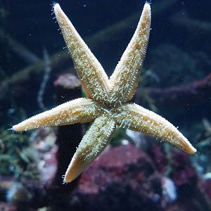 Spiny starfish (Marthasterias glacialis), 2022-09-04