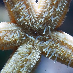 Spiny starfish, tube feet (Marthasterias glacialis), 2022-09-04
