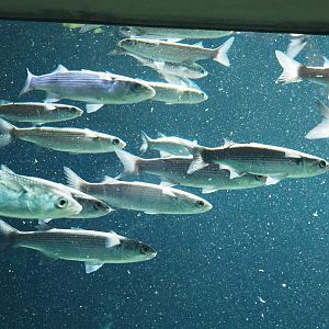Flathead grey mullet (Mugil cephalus), 2022-09-04