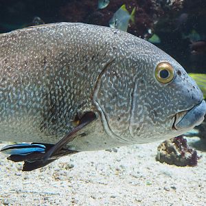 Giant sweetlips (Plectorhinchus albovittatus) and Bluestreak cleaner wrasse (Labroides dimidiatus), 2022-09-04