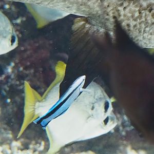 Bluestreak cleaner wrasse (Labroides dimidiatus), 2022-09-04