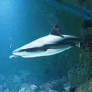 Blacktip reef shark (Carcharhinus melanopterus), 2022-09-04