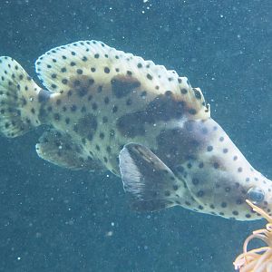 Humpback grouper (Chromileptes altivelis), 2022-09-04