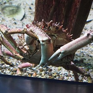 European spiny crab (Maja squinado), 2022-09-04