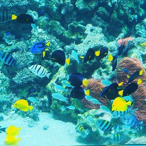 Reef fish, 2022-09-04