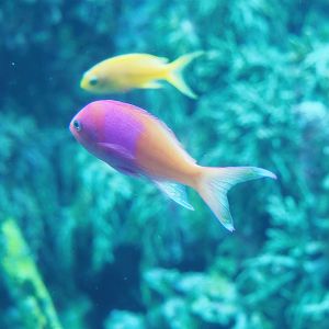 Square-spot fairy basslet (Pseudanthias pleurotaenia), 2022-09-04