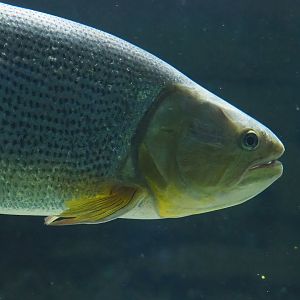 Golden Dorado (Salminus brasiliensis), 2022-09-04