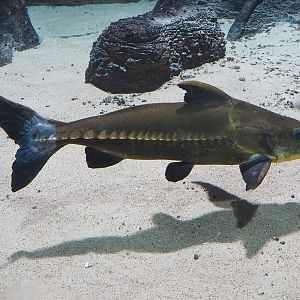 Ripsaw catfish (Oxydoras niger), 2022-09-04