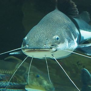 Redtail catfish (Phractocephalus hemioliopterus), 2022-09-04