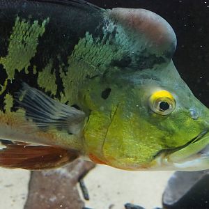 Peacock bass (Cichla monoculus), 2022-09-04