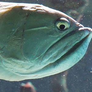 Silver Arowana (Osteoglossum bicirrhosum), 2022-09-04