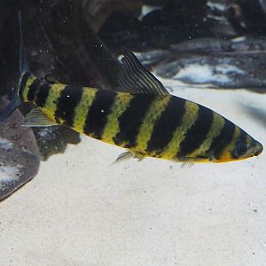 Banded Leporinus (Leporinus fasciatus), 2022-09-04