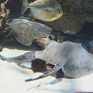 Ocellate river stingrays (Potamotrygon motoro) and Red hook silver dollar (Myloplus rubripinnis), 2022-09-04