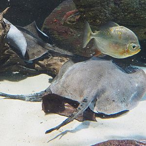Ocellate river stingrays (Potamotrygon motoro) and Red hook silver dollar (Myloplus rubripinnis), 2022-09-04