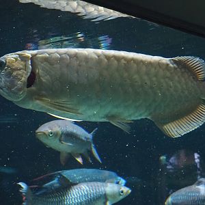 Asian bonytongue (Scleropages formosus), 2022-09-04