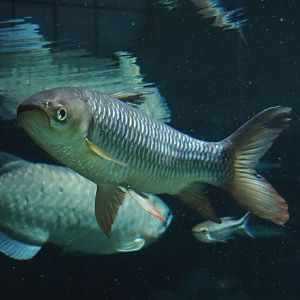 Sultan barb (Leptobarbus rubripinna), 2022-09-04