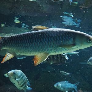 Sultan barb (Leptobarbus rubripinna), 2022-09-04