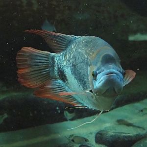 Giant red fin gourami (Osphronemus laticlavius), 2022-09-04