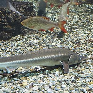 Sterlet (Acipenser ruthenus) and Rudd (Scardinius erythrophthalmus), 2022-09-04