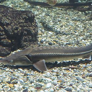 Sterlet (Acipenser ruthenus) and Common bream (Abramis brama), 2022-09-04