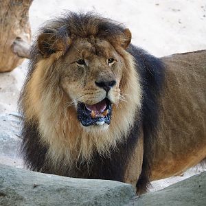 African lion Nestor (Panthera leo), 2022-09-04