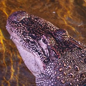American alligator (Alligator mississippiensis), 2022-09-04