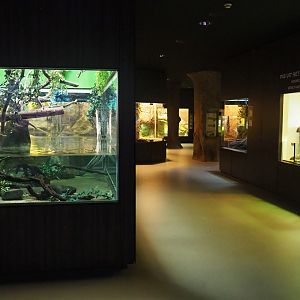 View in reptile house with aquatic turtle and lizard exhibit on left side and nursery room on right side, 2022-09-04