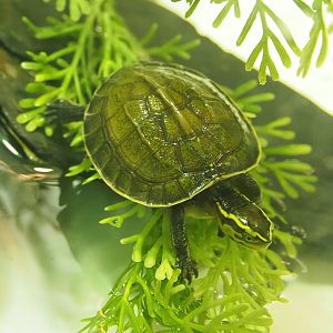 Juvenile South-east Asian box turtle (Cuora amboinensis), 2022-09-04