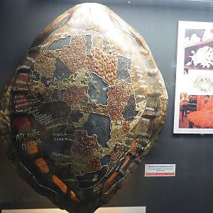 Sea turtle shell souvenir in educational display, 2022-09-04