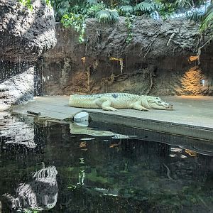 Down on the Bayou - white american alligator