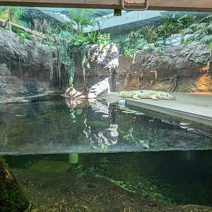 Down on the Bayou - white american alligator