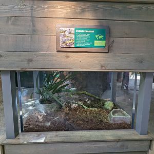 Down on the Bayou - Speckled kingsnake