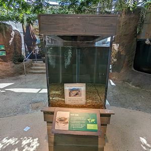 Down on the Bayou - Blue crab (under construction)