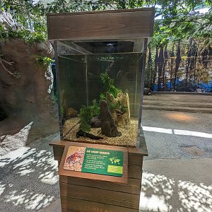 Down on the Bayou - Red swamp crawfish