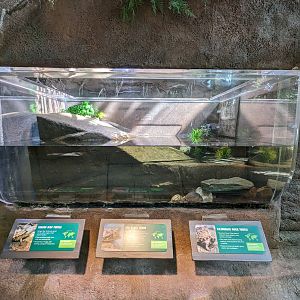 Down on the Bayou - Turtles