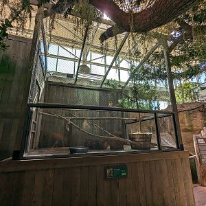 Down on the Bayou - Red tailed hawk