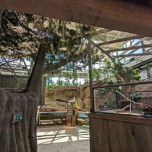 Down on the Bayou - screech owl and barred owl