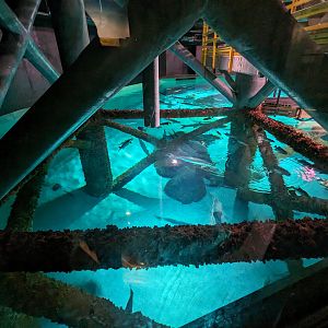 Life in the Gulf - overlook glass