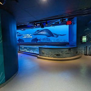 Shark Discovery touch pool