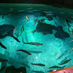 Life in the Gulf - Open top overlook