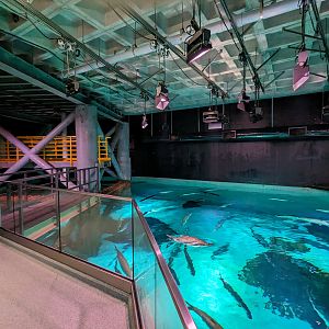 Life in the Gulf - Open top overlook