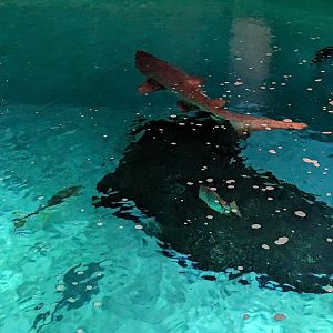 Life in the Gulf - Open top overlook