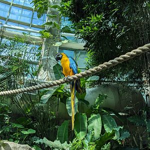 Amazon Rainforest - blue and gold macaw on a perch