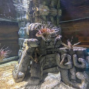 Great Mayan Reef - lion fish